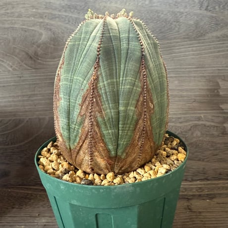 ITEM | HORIKAWA NURSERY