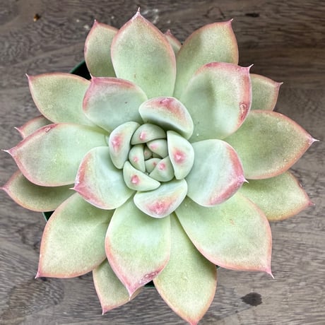 163、Echeveria lindsayana