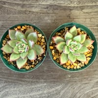 93、Echeveria ’CS-NO-08’ ’コロラータ旧来型’