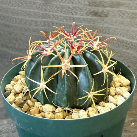12、Ferocactus 日の出丸