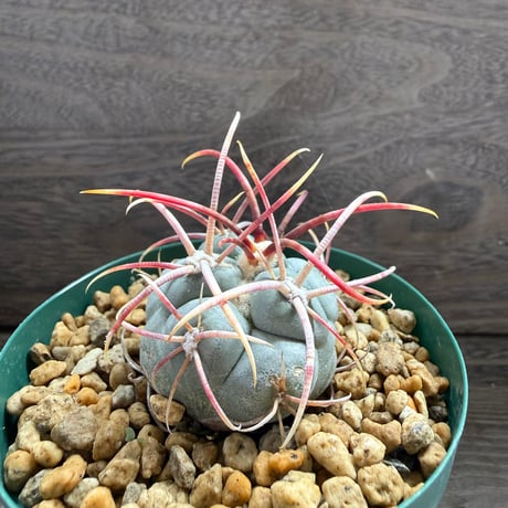 193、Thelocactus 強刺緋冠竜