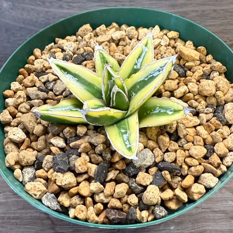 サボテンページ Cereus peruvianus | SAI botanical works