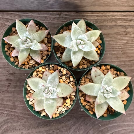 ナッシー様　激レア）エキノケレウス　62種類 123株セット+ウチワ輸入カット苗 商品詳細 - 信州西沢サボテン園