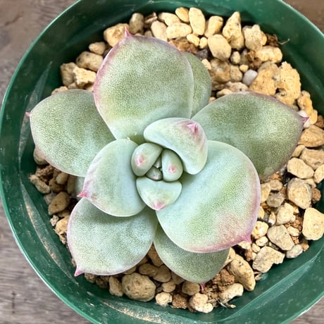 43、Echeveria ’CS-NO-10’ ’CPS02’