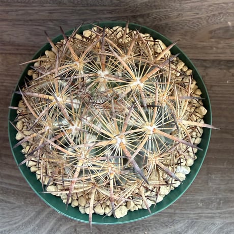 104、Echinomastus unguispinus var.laui