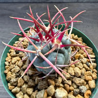 92、Thelocactus 緋冠竜