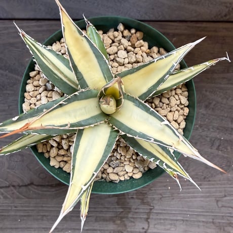 30、Agave purpusorum f.variegata