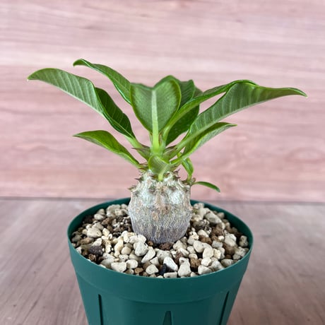 ITEM | HORIKAWA NURSERY ITEM | HORIKAWA NURSERY