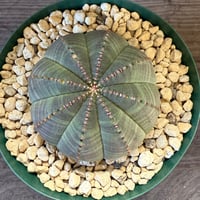 98、Euphorbia obesa