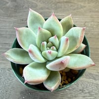 67、Echeveria ‘CS-NO-13‘ ‘lindsayana×Super White‘