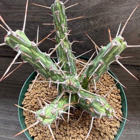 117、Euphorbia kalisana
