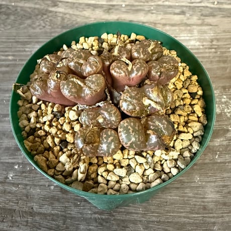 137、Conophytum pellucidum v.neohallii CR.1385 7km S,Springbok