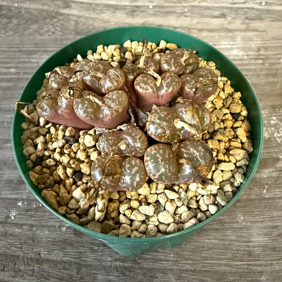 6905ceb34c27e85ebb25c363