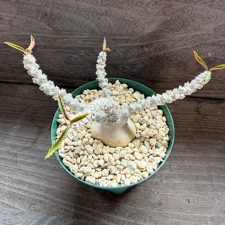 133、Euphorbia suzannae-marnierae