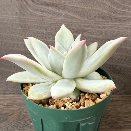 160、Echeveria ’CS-NO-09’ ’Alps’