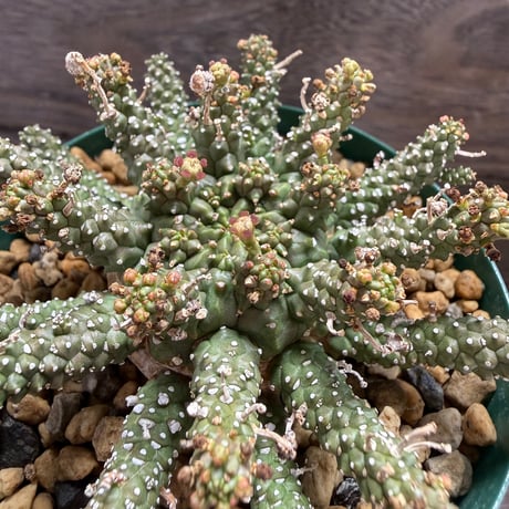 182、Euphorbia gamkensis