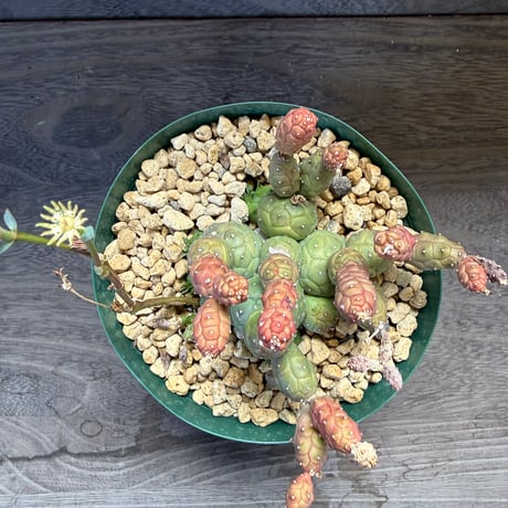 183、Euphorbia globosa