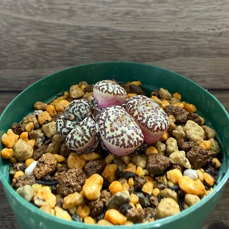 156、Conophytum ursprungianum TS.603
