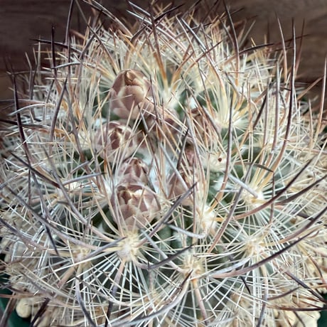 103、Echinomastus unguispinus