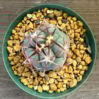 47、Thelocactus 強刺緋冠竜