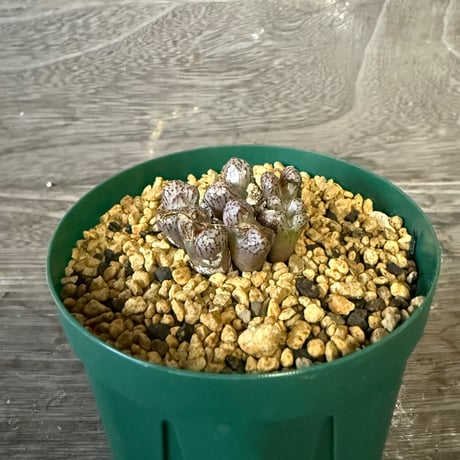 141、Conophytum luckhoffii