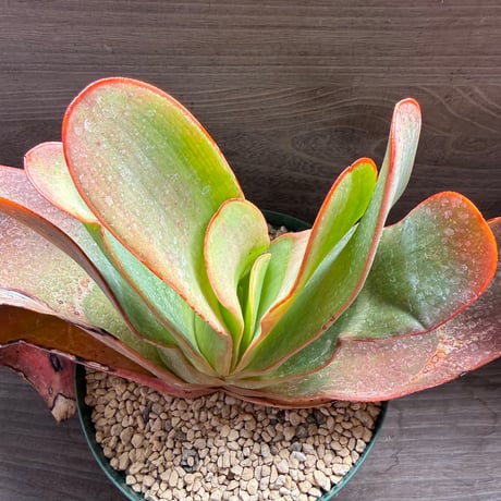 135、Aloe haemanthifolia