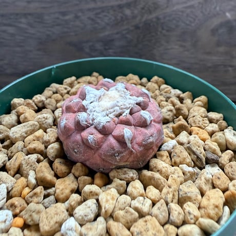 189、Copiapoa hypogaea cv.Lizard Skin