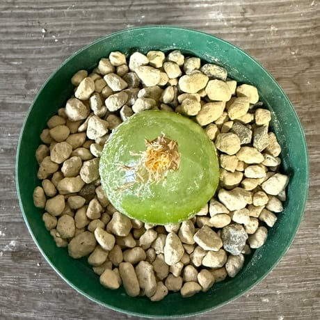 145、Conophytum burgeri