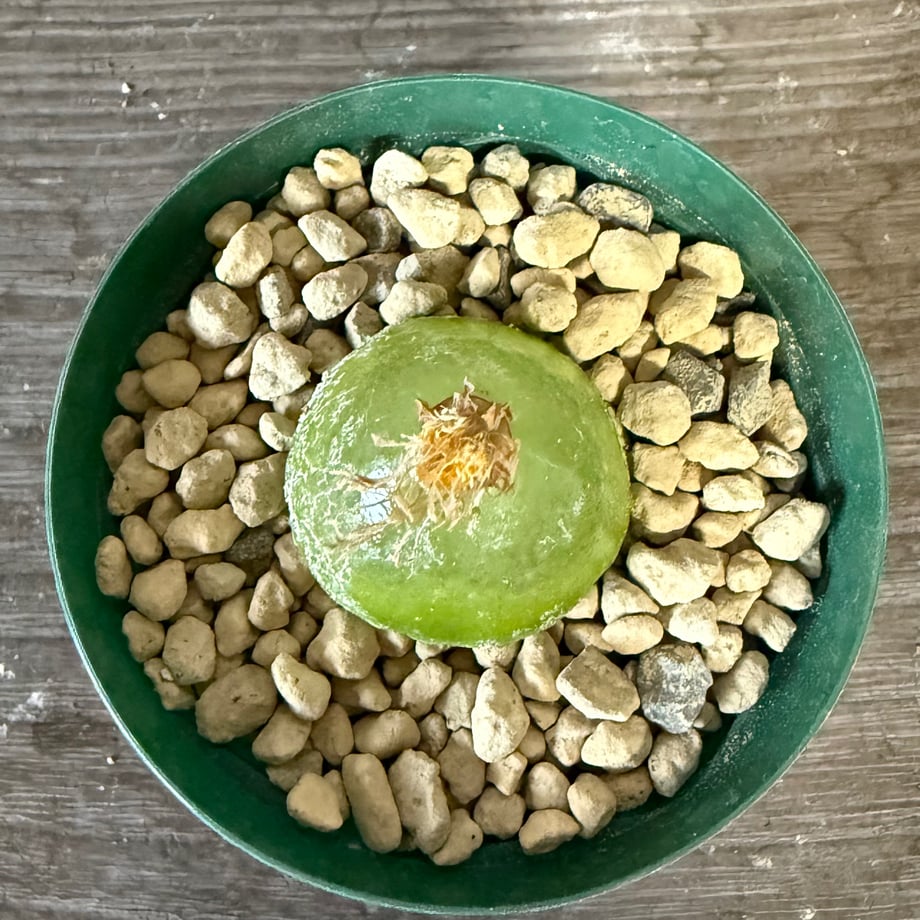 6905d3213cea4a431389ccc3