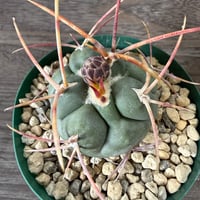 34、Thelocactus 強刺緋冠竜