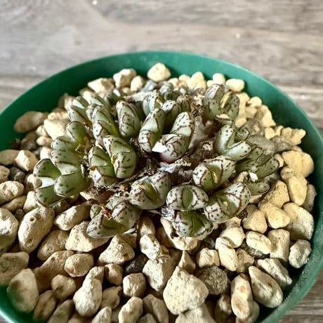 ITEM | HORIKAWA NURSERY