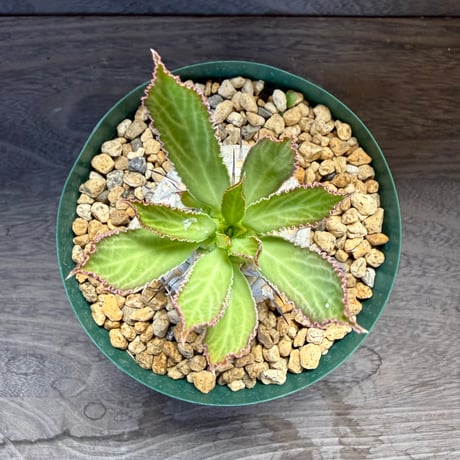 181、Euphorbia venenifica