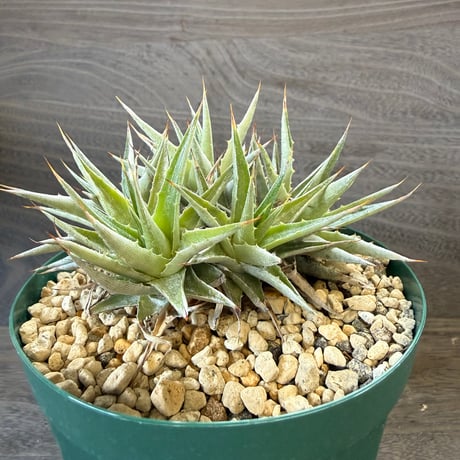 25、Deuterocohnia lorentziana
