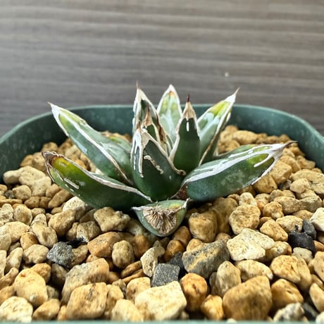 141、Agave 姫笹の雪