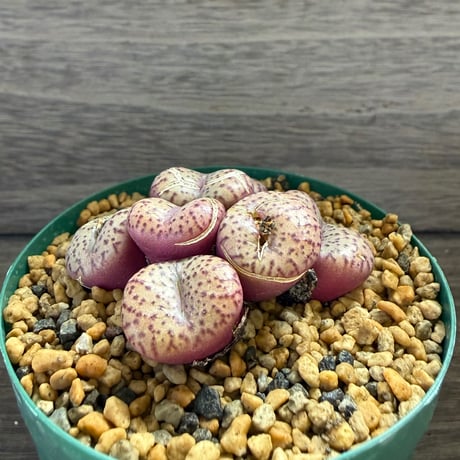 155、Conophytum obcordellum ‘multicolor‘SB.1193 Heerenlogementsberg
