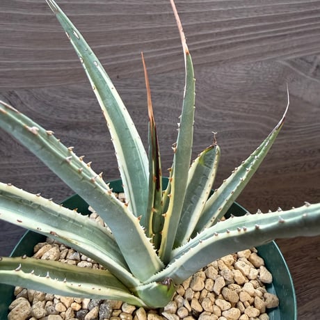 32、Agave utahensis ssp.Kaibabensis f.variegata