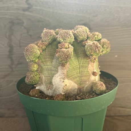 21、Euphorbia 仔吹きシンメトリカ
