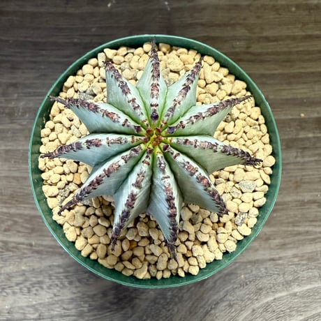 38、Euphorbia polygona