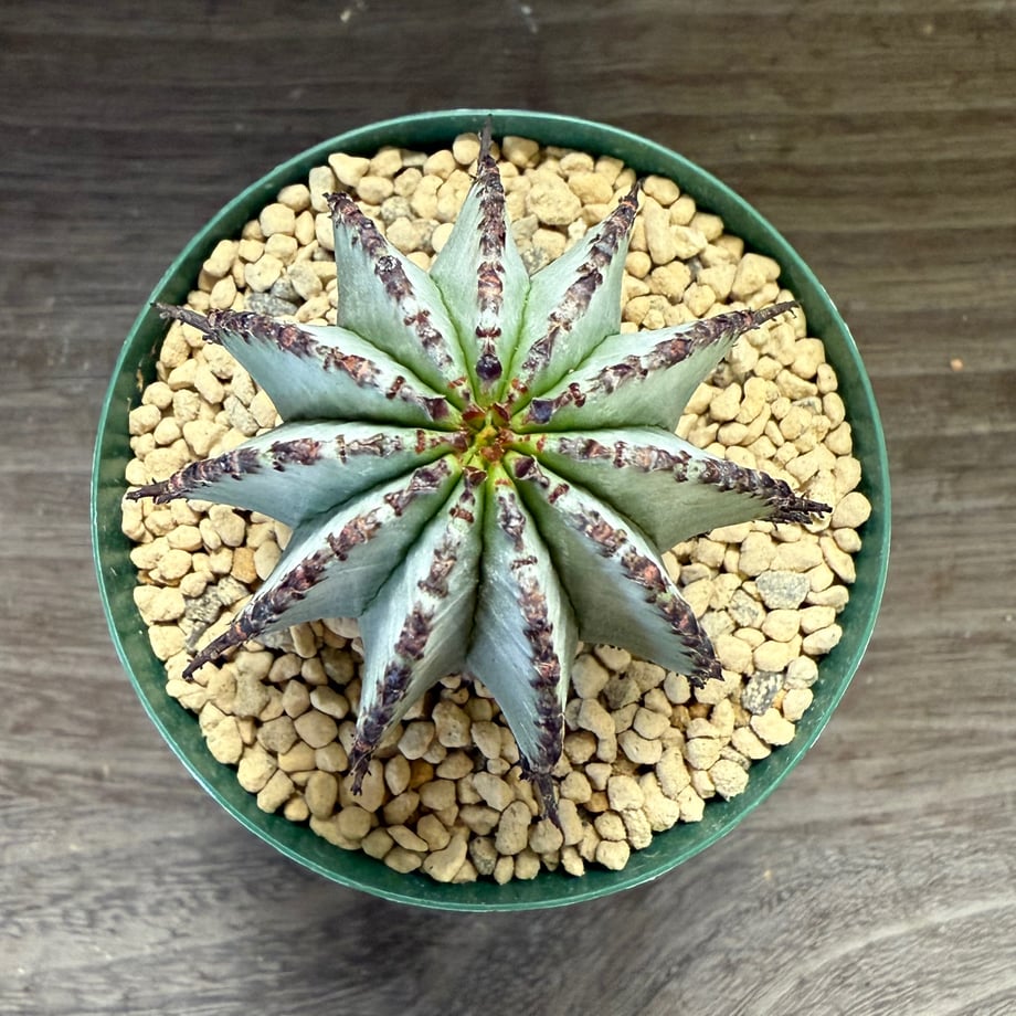 68b452333c173d4ae318115f