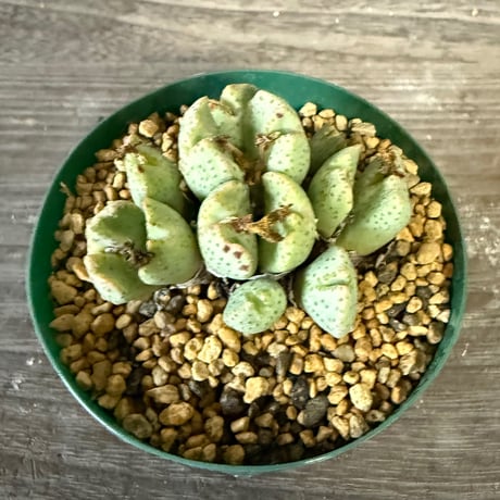 138、Conophytum ernianum