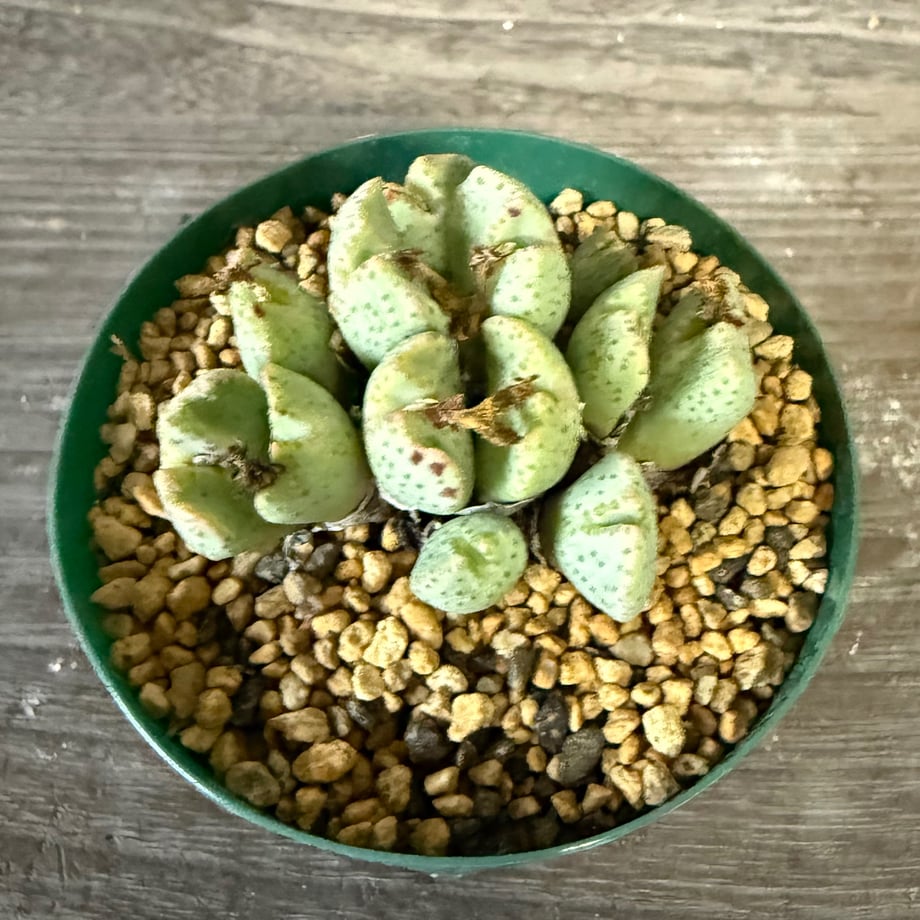 6905cf2c3cea4a05da89cc9d