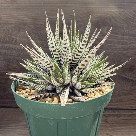 197、Haworthia fasciata ’Alba’Super Zebra