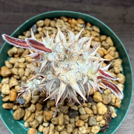 180、Pachypodium bicolor