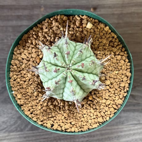 168、Euphorbia ‘ゲンコツホリダ’