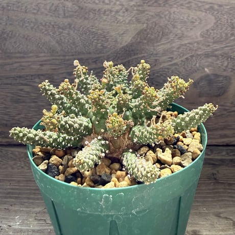 182、Euphorbia gamkensis