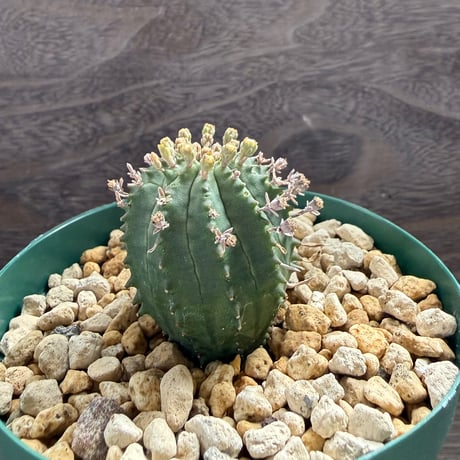 194、Euphorbia ’群星冠×オベサ’