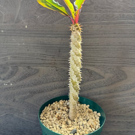 163、Euphorbia pauliana
