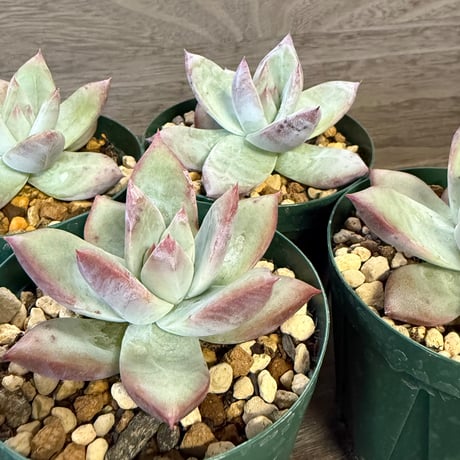 激レア)プテロカクタス　フランス種子実生 19種類セット 激レア)プテロカクタス フランス種子実生 19種類セット - メルカリ