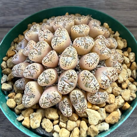 151、Conophytum pellucidum v.terrestre（Burdensputs）