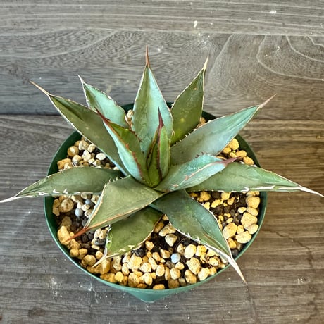 116、Agave arizonica wideleaf